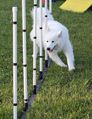 samoyed dog training
