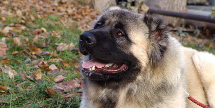 caucasian shepherd german dog mountain vs between difference bad tell