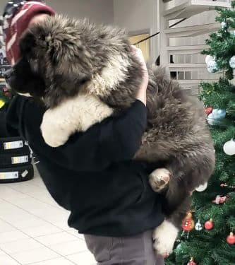 Russian Bear Dog puppy for sale in Canada