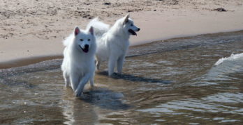 Samoyed Sammy dogs on the river bench