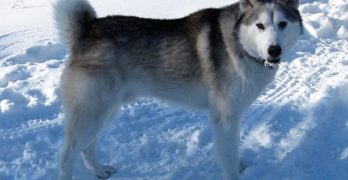 East Siberian Laika on snowy road