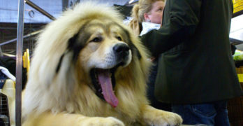 tibetan mastiff dog yawning