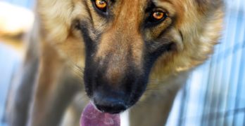 German Shepherd with his tongue out