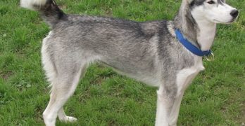 A skinny Siberian Husky standing on the grass