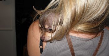 Chihuahua dog on a women's shoulder