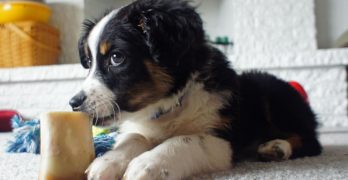 Australian Shepherd pup with a toy