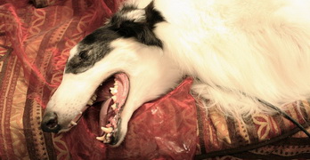 borzoi injured