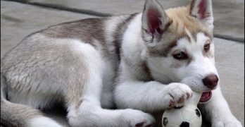 A Husky puppy playing with a toy