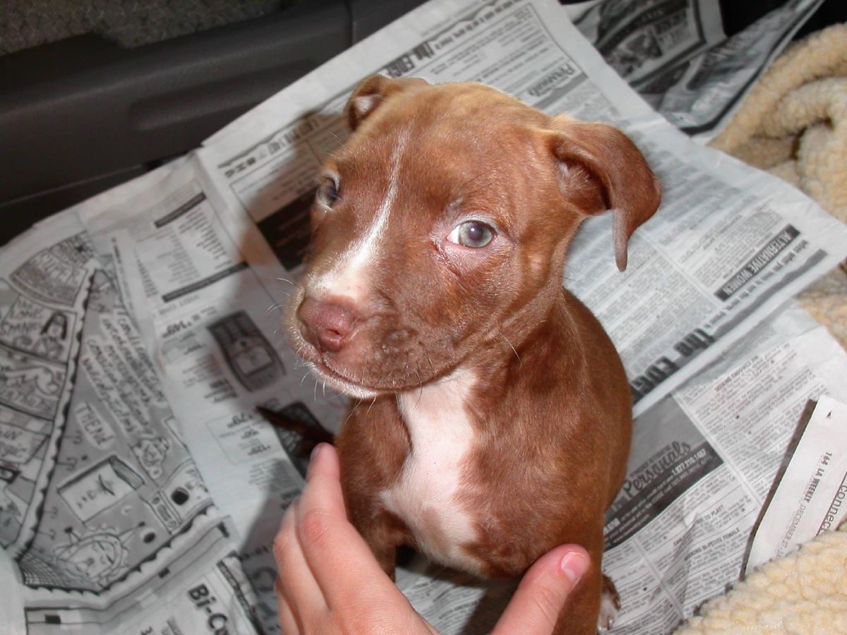 red nose pit price