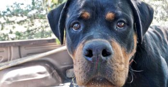 Rottweiler puppy looking into the camera