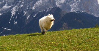 siberian samoyed dog running in the mountains