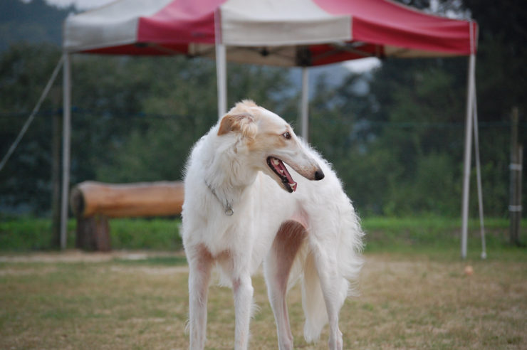 Borzoi sighthound photo