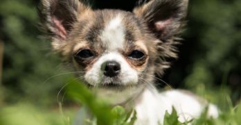 Chihuahua puppy in the grass