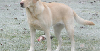 Yellow Labrador Retriever in the field