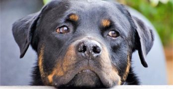 Rottweiler guarding