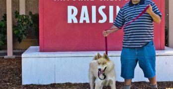 Siberian Husky in California