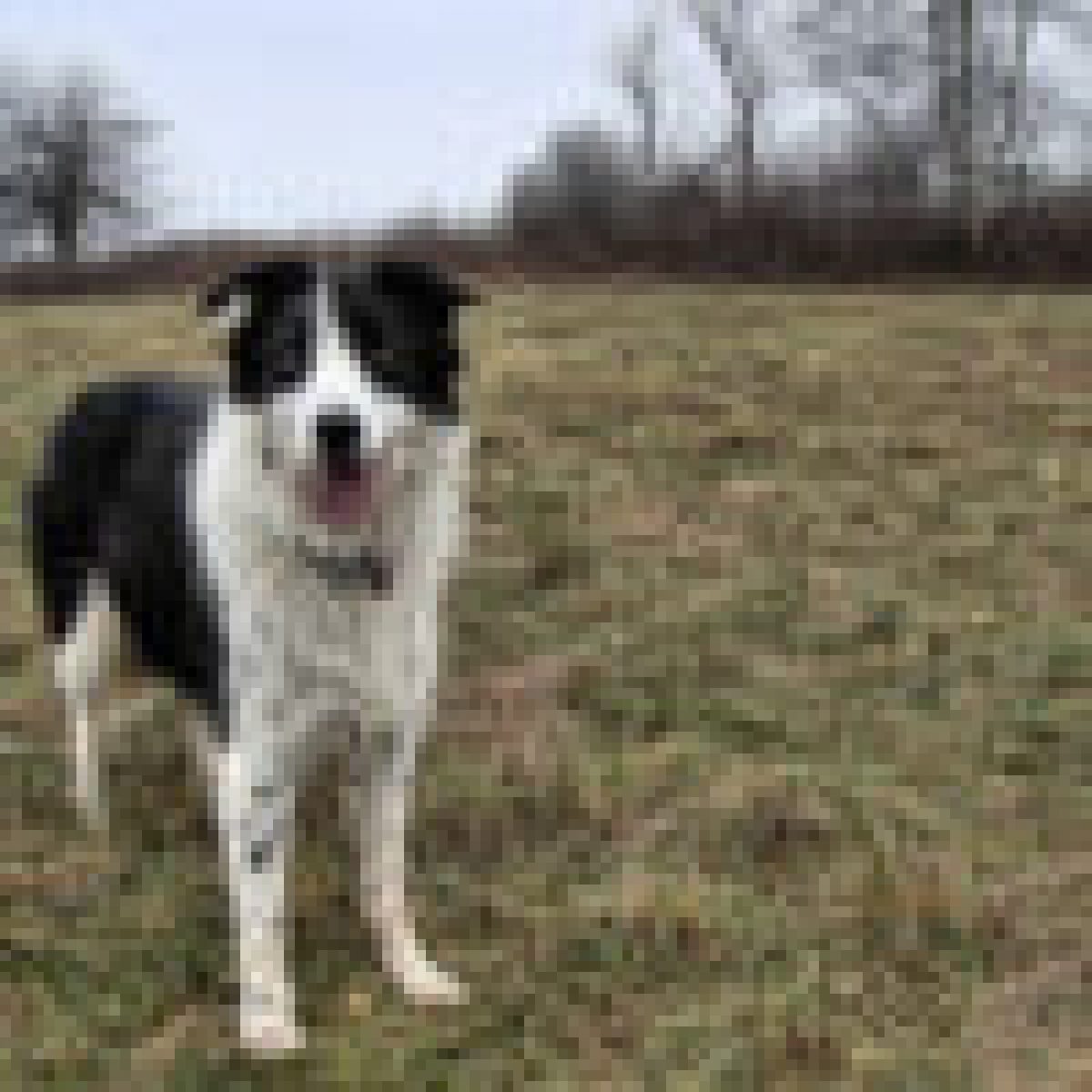 What Is The Best Dog For A Border Collie To Get Along With