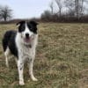 border collie in the field