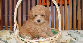 miniature poodle in a busket