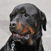 rottweiler dog