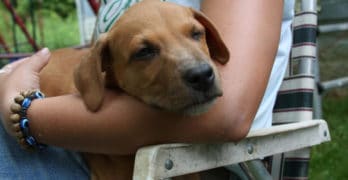 7 week old puppy on owner's laps