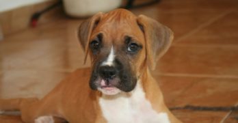 Boxer puppy's look