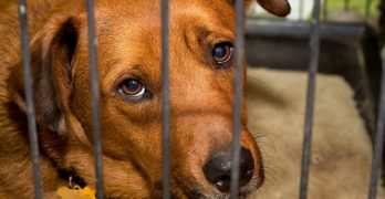 A sad puppy in a crate