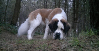 Saint Bernard in the wood