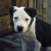 blue nose pitbull pup