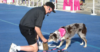 border collie taking part in a competition