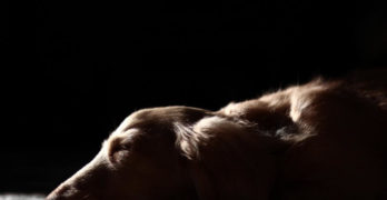 dachshund lying on a floor