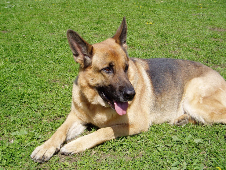 what can i give my german shepherd for diarrhea