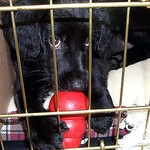 puppy in the crate