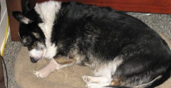 An arthritis dog sleeping on its bed