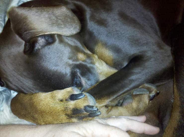 A 5-month-old Doberman Pinscher sleeping