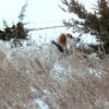 English Setter winter