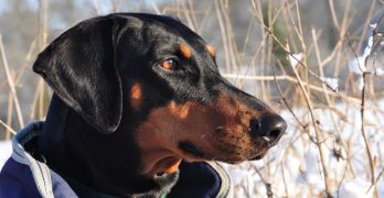 doberman in winter