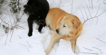 Two Labrador dogs in winter