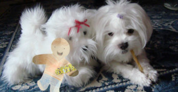 Maltese puppy with toys