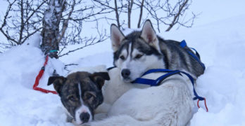 two siberian huskies lying in the snow