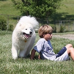 siberian samoyed dog