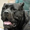 Difference between American and Italian Cane Corso?