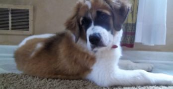 Heavy St Bernard puppy lying on a floor