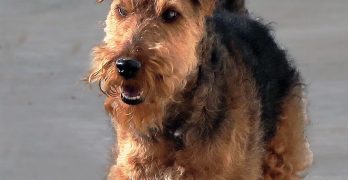 Welsh Terrier portrait