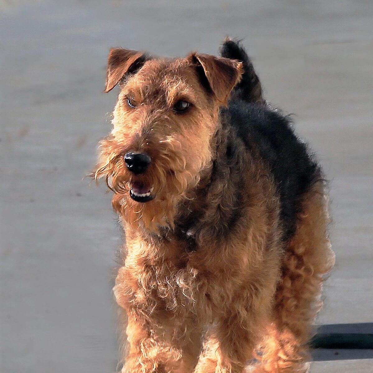 small airedale type dog