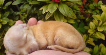 Chihuahua newborn pup