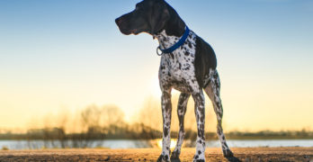 german shorthaired pointer nature