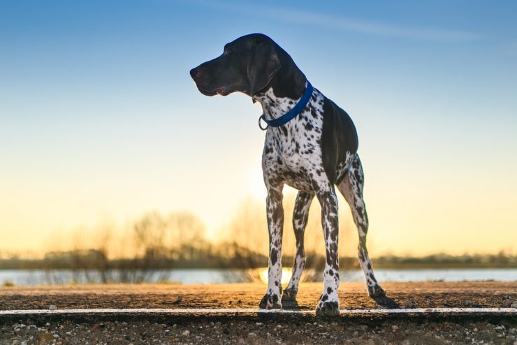 german shorthaired pointer nature
