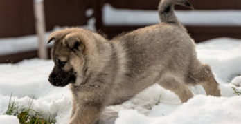 norwegian elkhound puppy in the snow