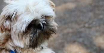 Shih Tzu pup outside